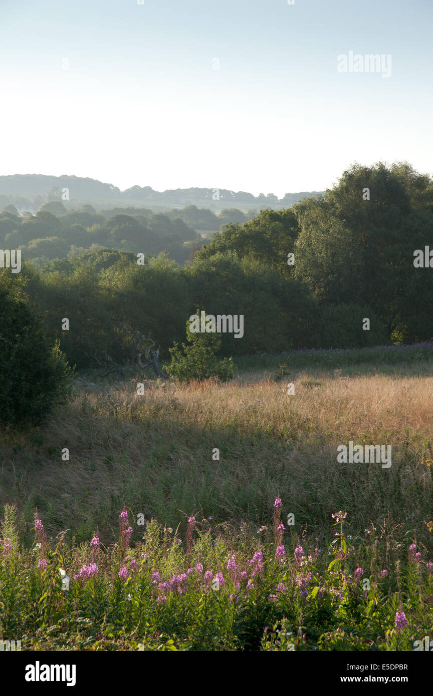 Paysage brumeux matin d'été avec des fleurs sauvages Banque D'Images