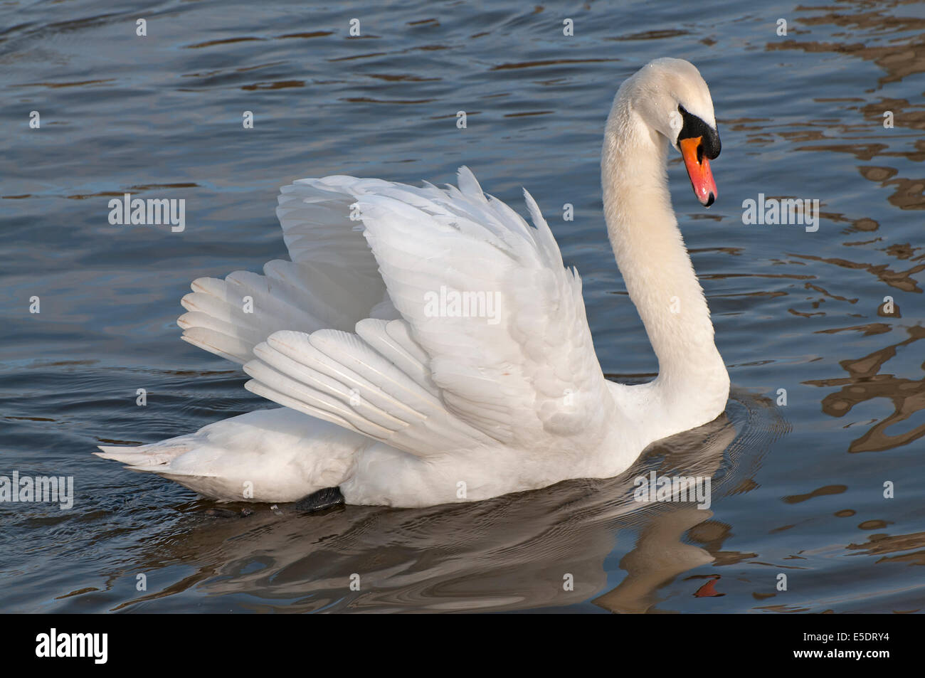 Majestic White Swan Banque D'Images
