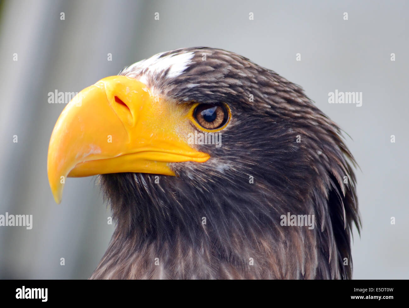 L'aigle de mer Stellars portrait Banque D'Images
