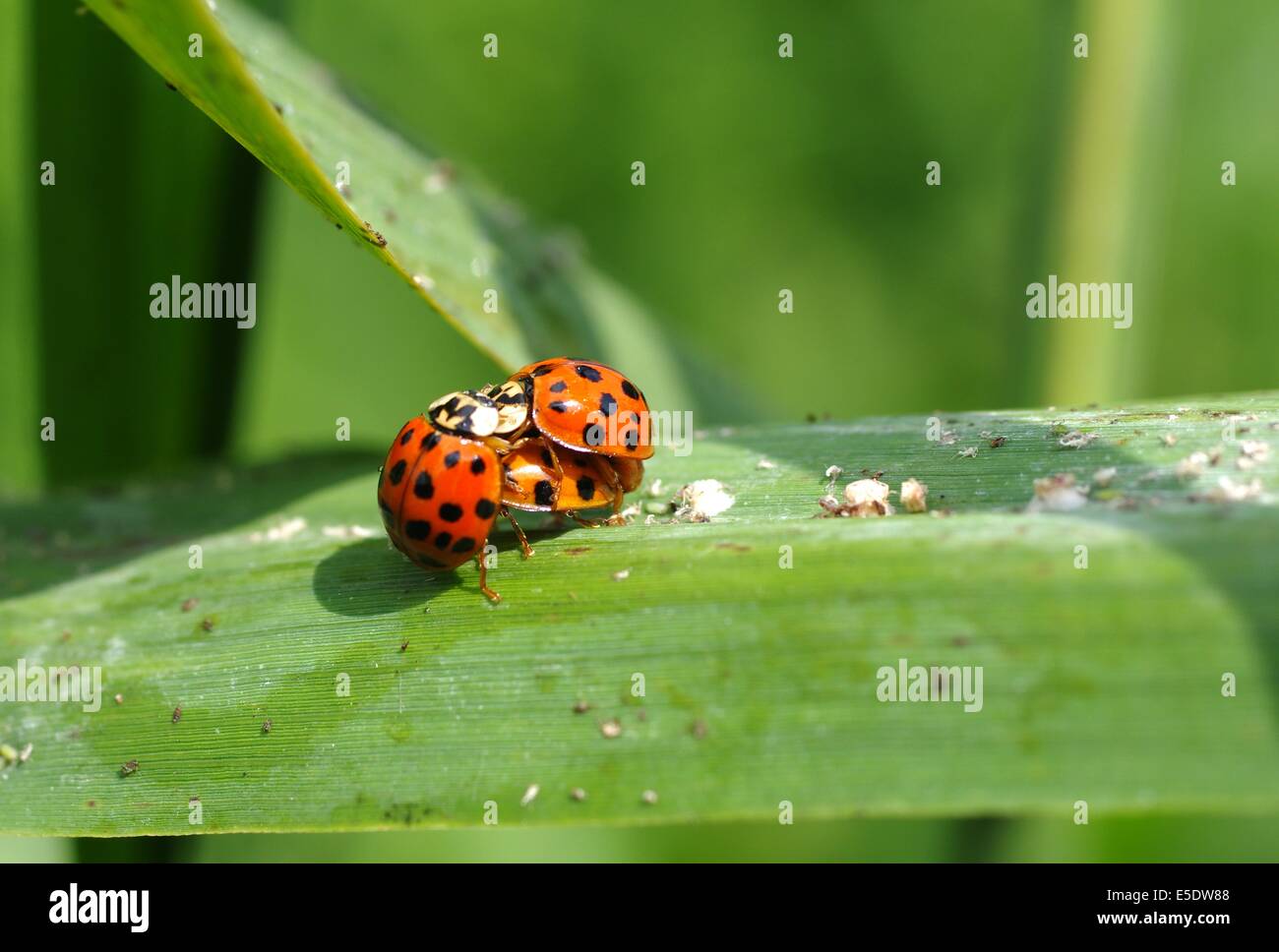 Trois coccinelle sur l'herbe Banque D'Images