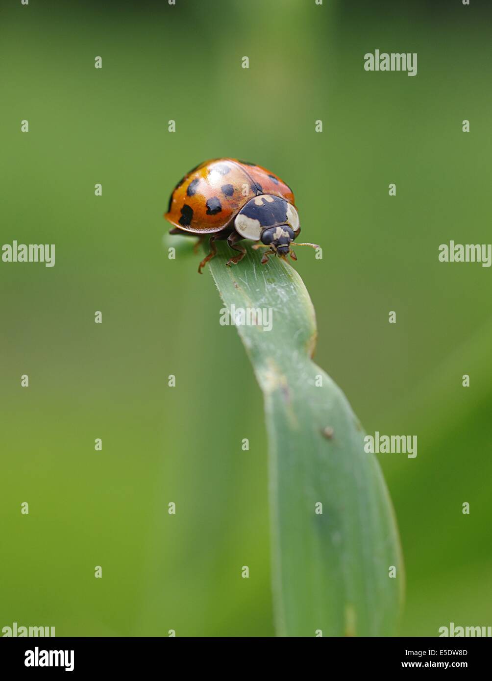 Après l'errance de la tige de l'herbe ladybug Banque D'Images