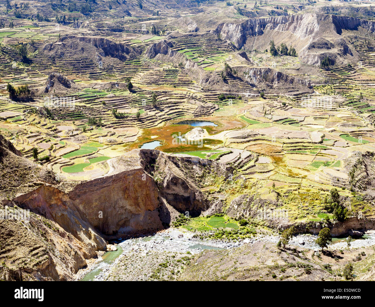 Agricoltural terrasses dans le Canyon de Colca - Pérou Banque D'Images