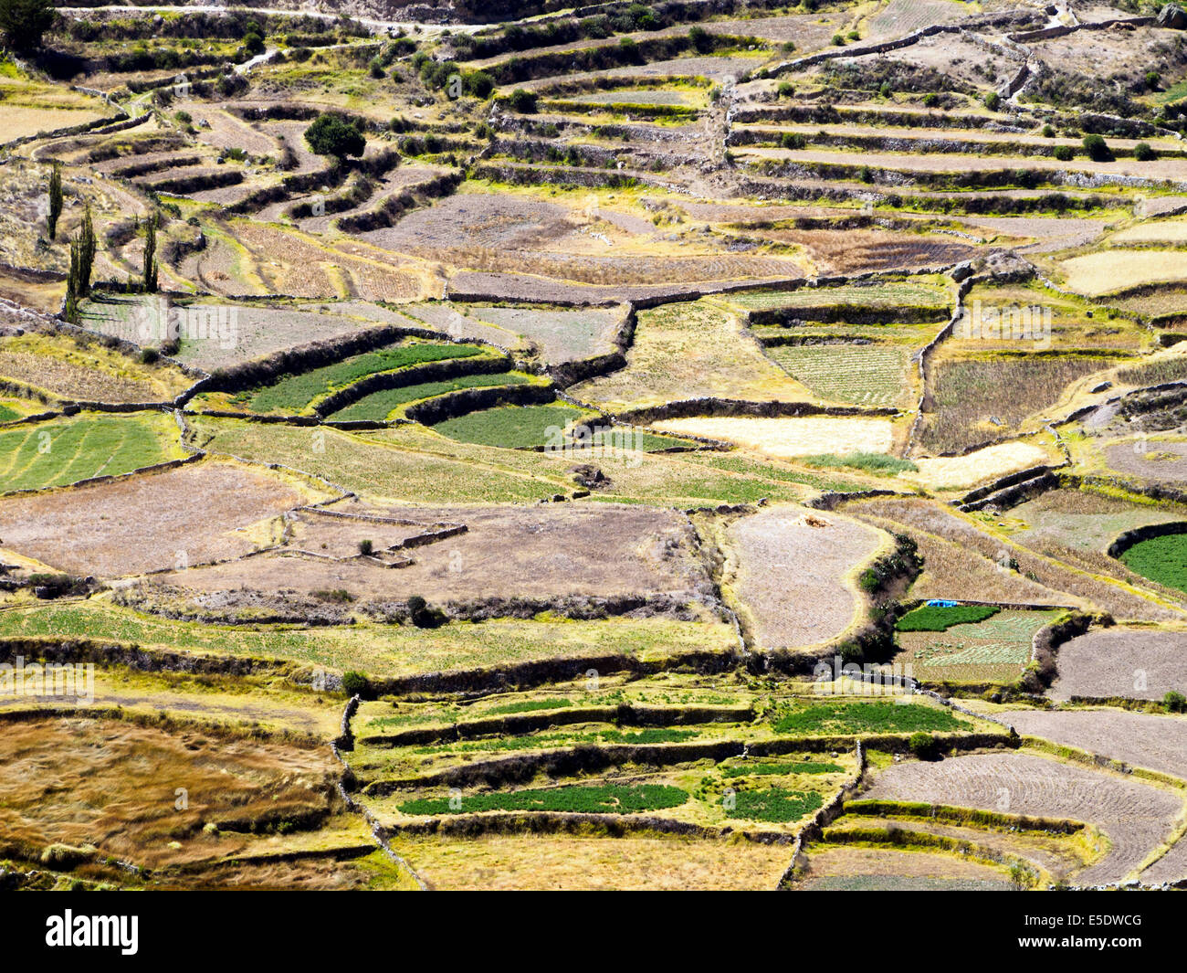 Agricoltural terrasses dans le Canyon de Colca - Pérou Banque D'Images