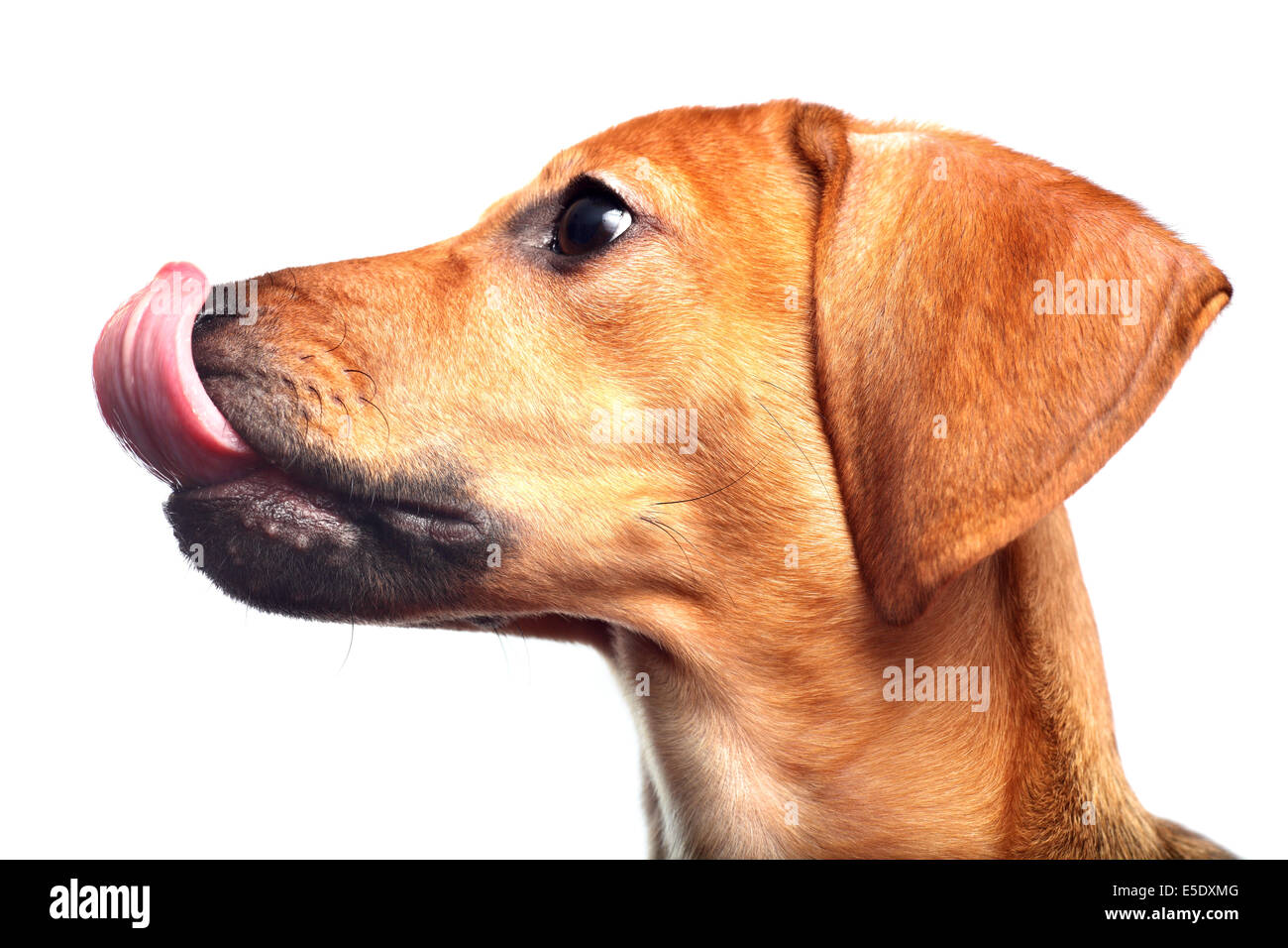 Dachshund puppy lécher isolé sur fond blanc Banque D'Images