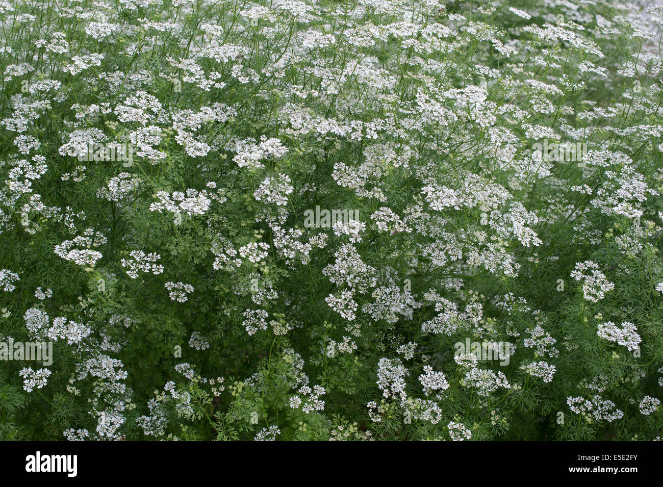 Coriandrum sativum. Coriandre coriandre Pallas en fleur Banque D'Images