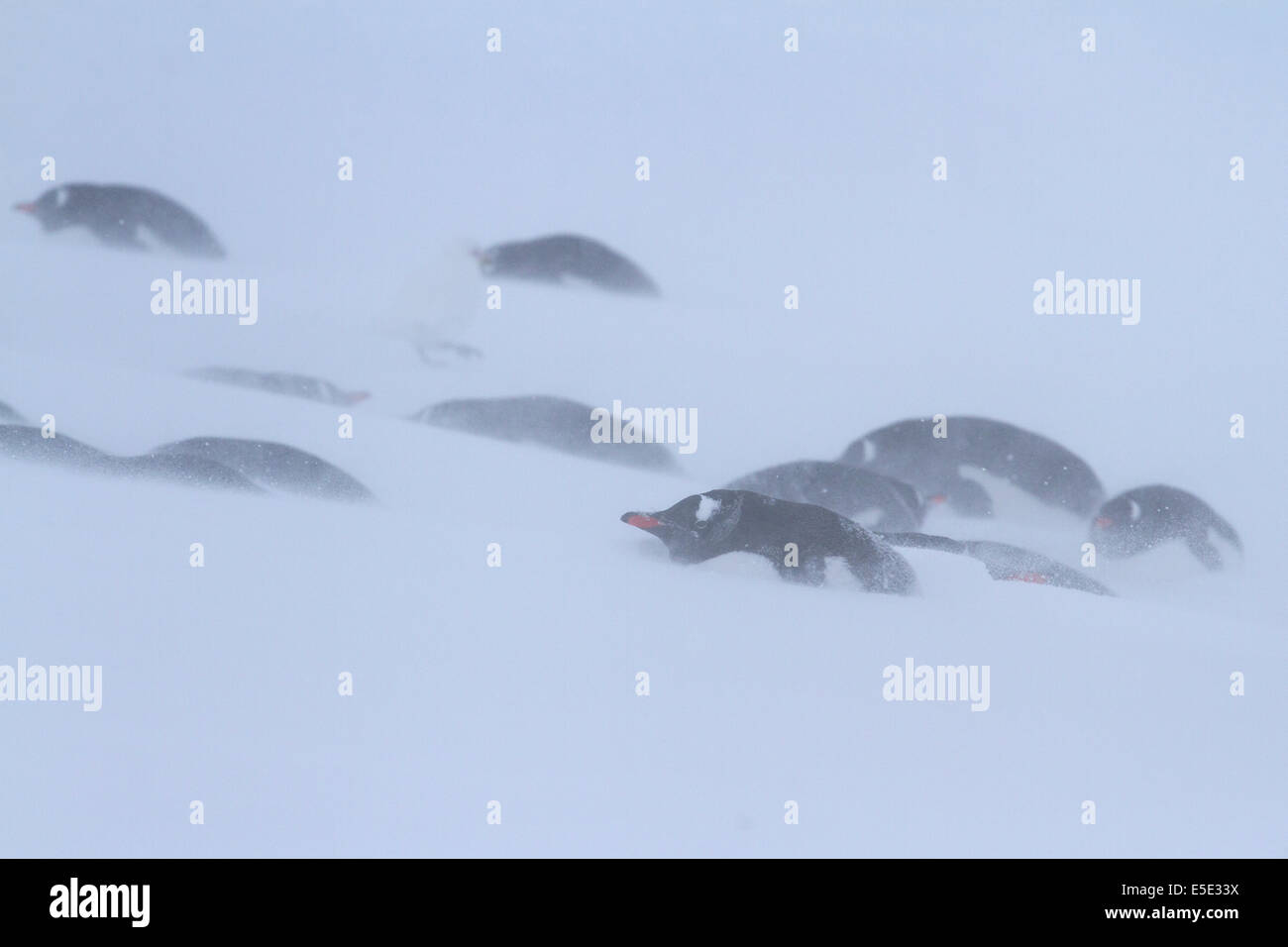 Gentoo penguin group avait trouvé refuge dans la neige pendant une tempête de neige Banque D'Images