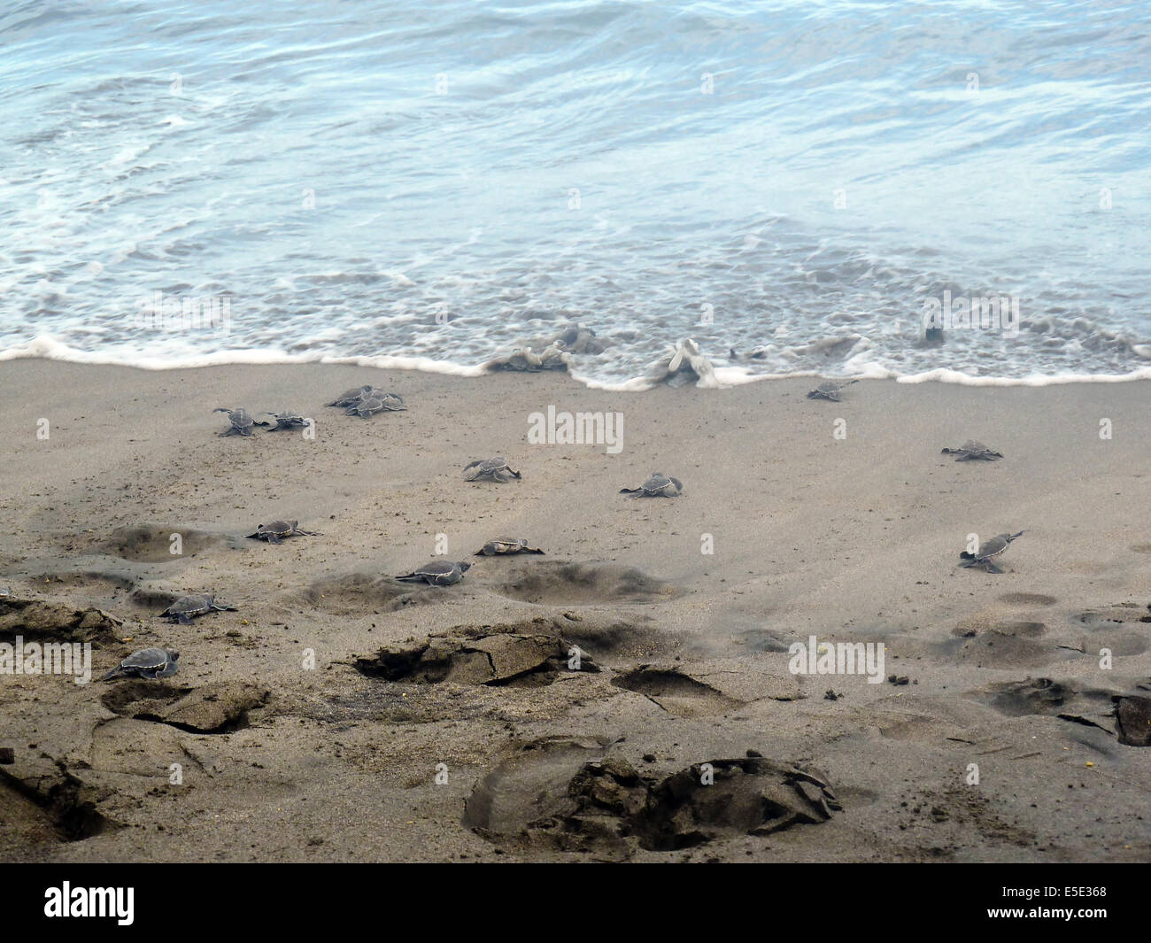 Les bébés tortues écloses sur la plage d'atteindre la mer Banque D'Images