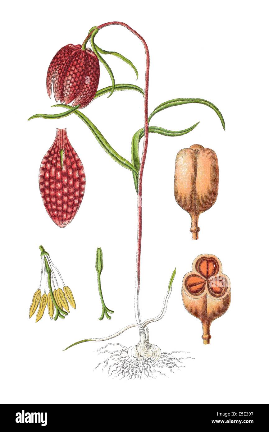 Tête du serpent fritillary, Fritillaria meleagris Banque D'Images