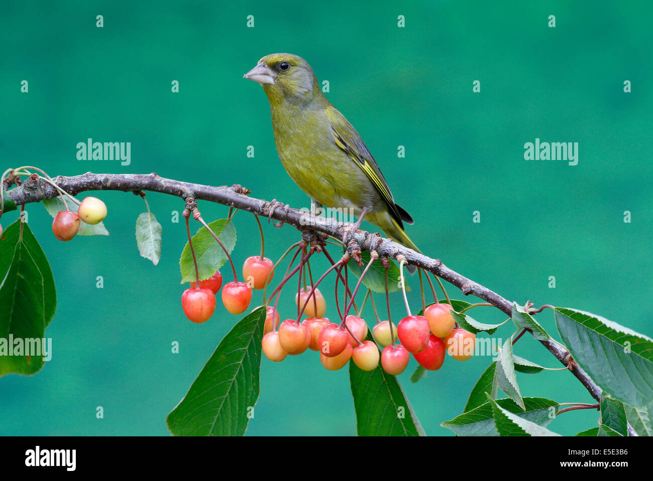 Verdier, Carduelis chloris, seul oiseau sur la cerise, Warwickshire, Juillet 2014 Banque D'Images
