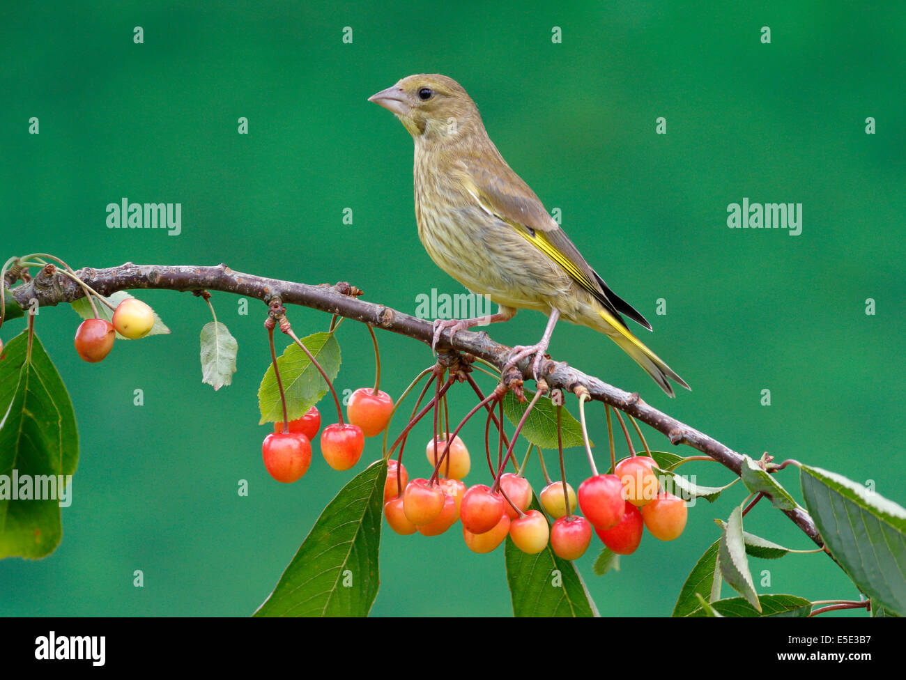 Verdier, Carduelis chloris, seul oiseau sur la cerise, Warwickshire, Juillet 2014 Banque D'Images