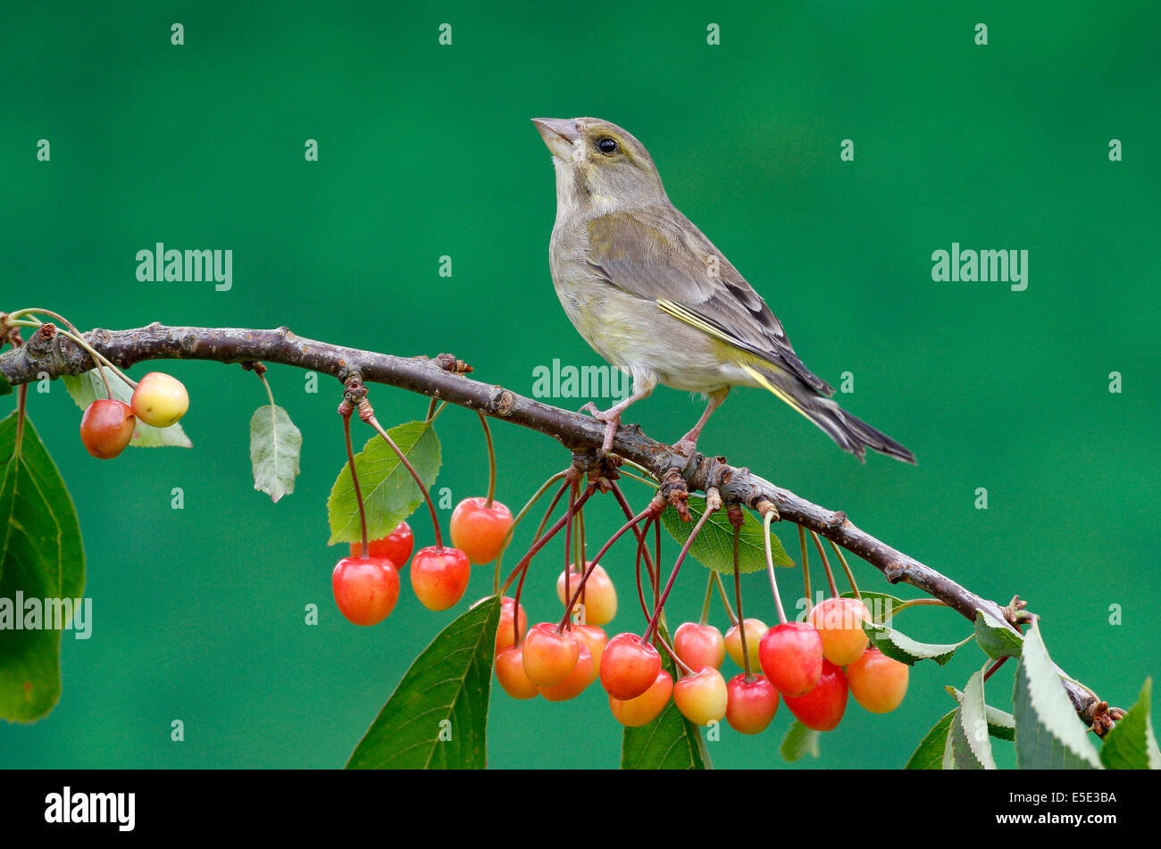 Verdier, Carduelis chloris, seul oiseau sur la cerise, Warwickshire, Juillet 2014 Banque D'Images