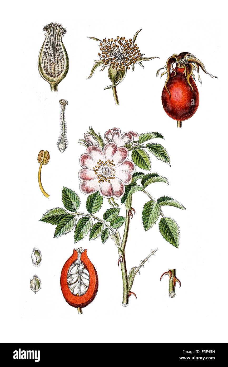 Rosa Rosa dumetorum, espèces Banque D'Images