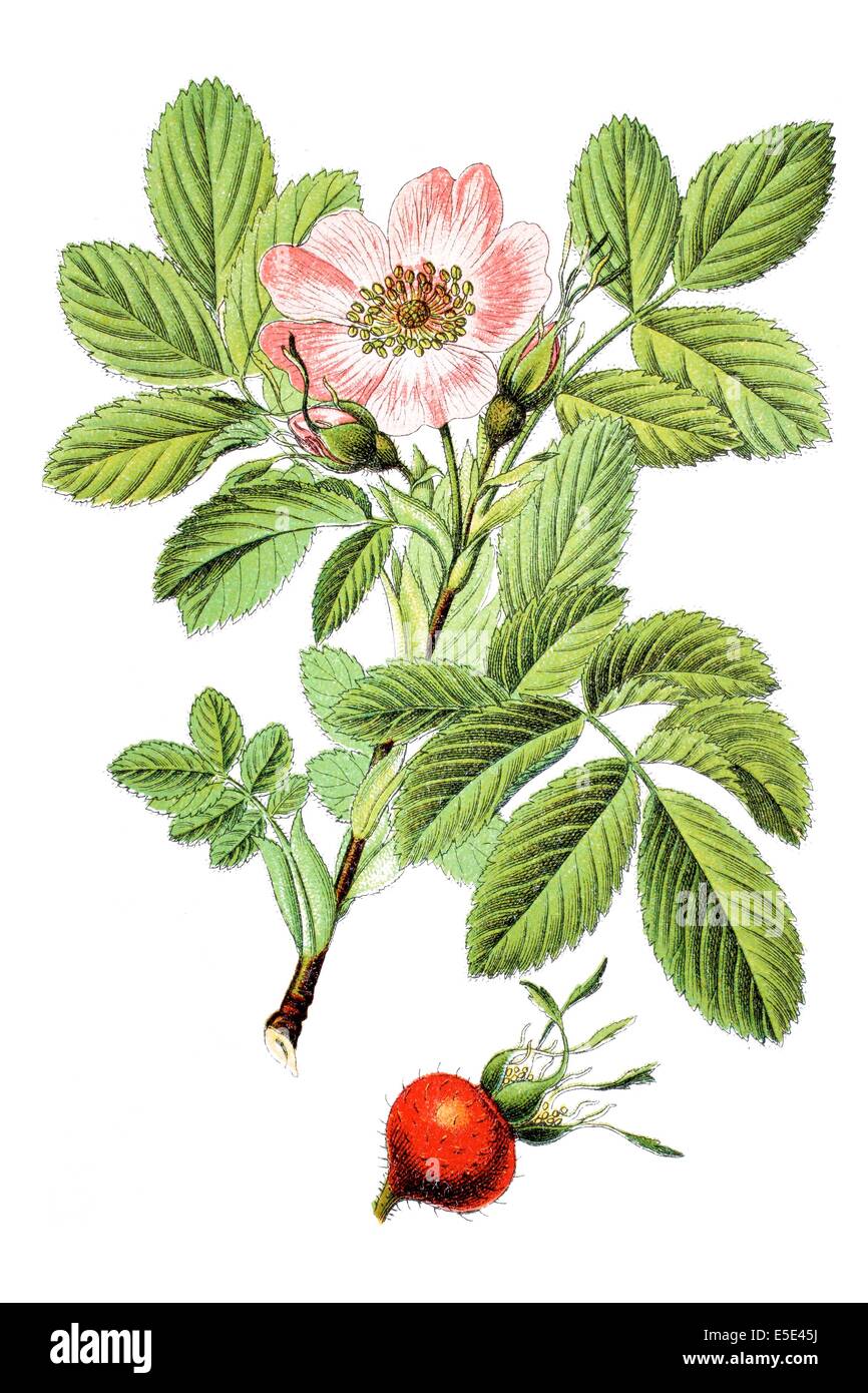 L'espèce Rosa, Rosa villosa, syn. : Rosa pomifera Banque D'Images