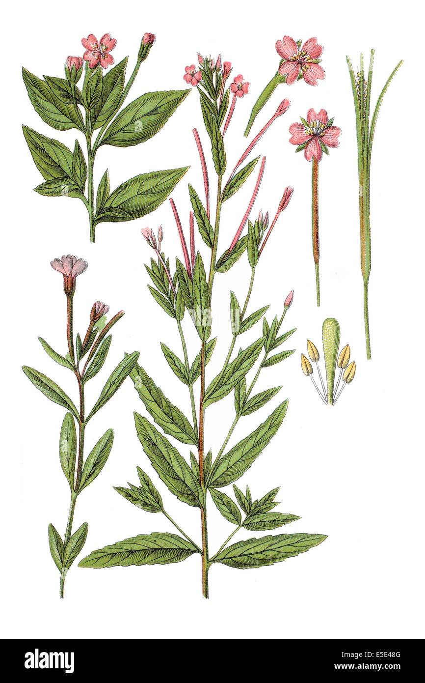 Gauche : willowherb, Epilobium adnatum. Mitte : Pimpernel Willowherb, Epilobium anagallidifolium. droite : le mouron willowherb, Epilo Banque D'Images