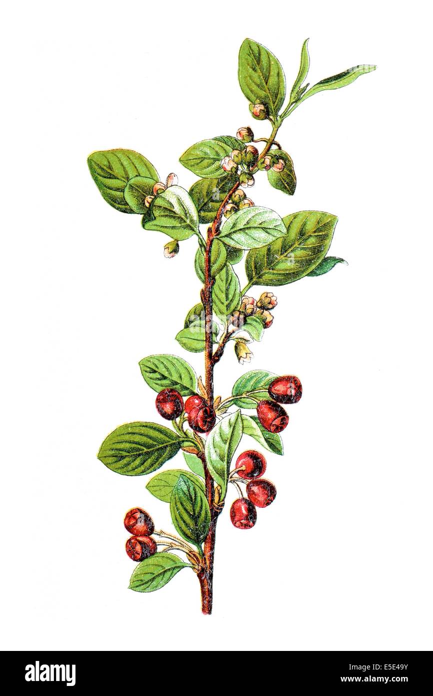 Cotoneaster Cotoneaster integerrimus commune, Banque D'Images