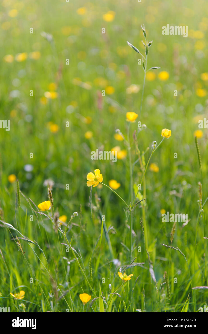 Fleurs sauvages et herbes de prairie en Powys, Pays de Galles Banque D'Images