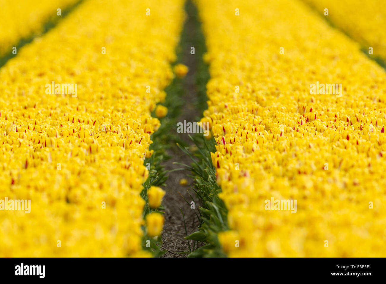 Un champ de tulipes jaunes Banque D'Images