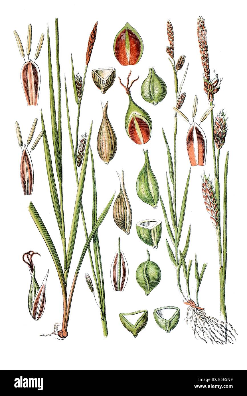 Gauche : espèces de carex, Carex laevigata, droite : espèces de carex, Carex hornschuchiana Banque D'Images