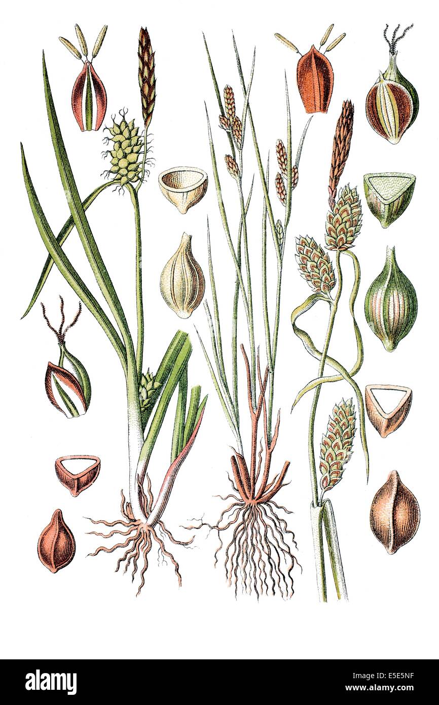 Gauche : espèces de carex, Carex, Gelbsegge oederi, droite : espèces de carex, Carex extensa Banque D'Images