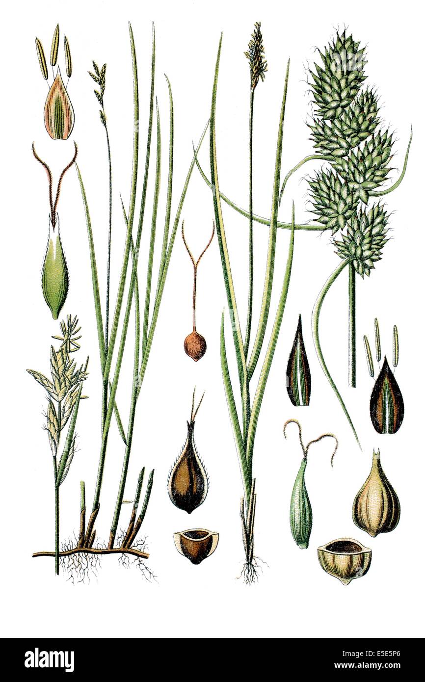 Gauche : espèces de carex, Carex brizoides, droite : espèces de carex, Carex vulpina Banque D'Images