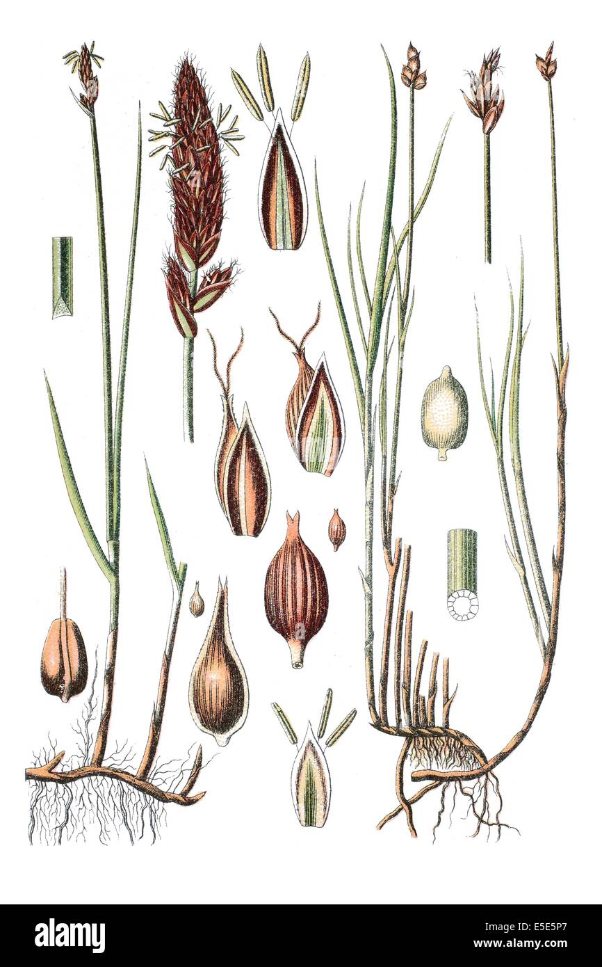Gauche : espèces de carex, Carex, chordorrbiza raison : espèces de carex, Carex disticha Banque D'Images