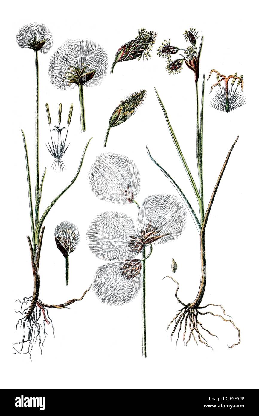 À gauche : la linaigrette Scheuchzer et blanc de linaigrettes, Eriophorum scheuchzeri, droite : Tall linaigrette Eriophorum polystachion Banque D'Images