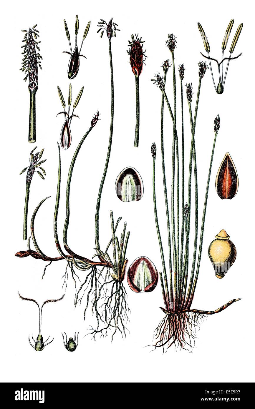 Gauche : espèces de carex, Cyperus paluster, droite : Onescale-prêle, Cyperus uniglumis Banque D'Images