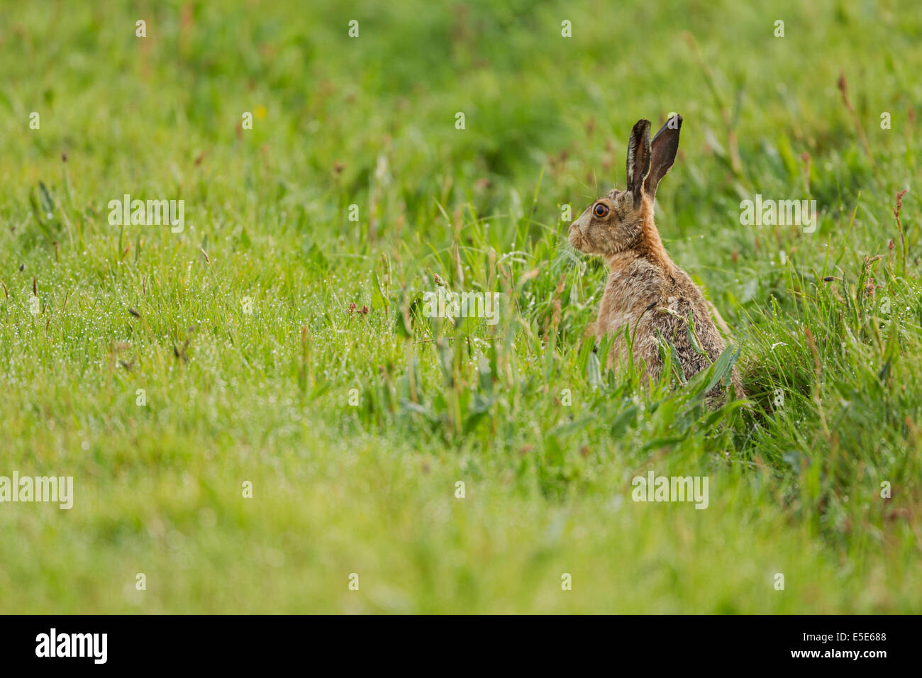 Lièvre européen, Lepus europaeus, également connu sous le nom de brown hare alerte permanent dans un pré herbeux, humide, Mai Banque D'Images