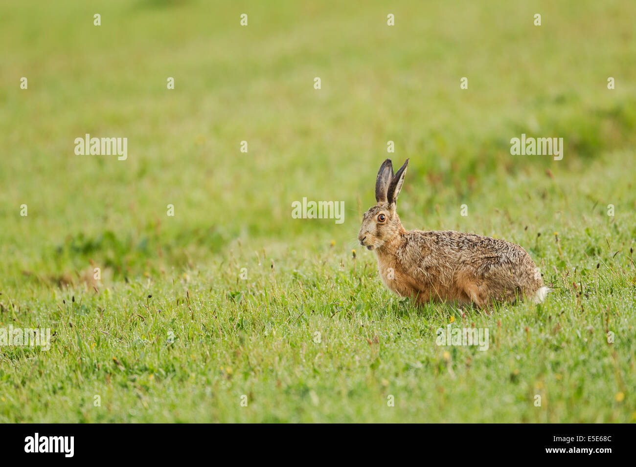 Lièvre européen, nom latin Lepus europaeus, également connu sous le nom de brown hare dans un pré herbeux, humide, Mai Banque D'Images