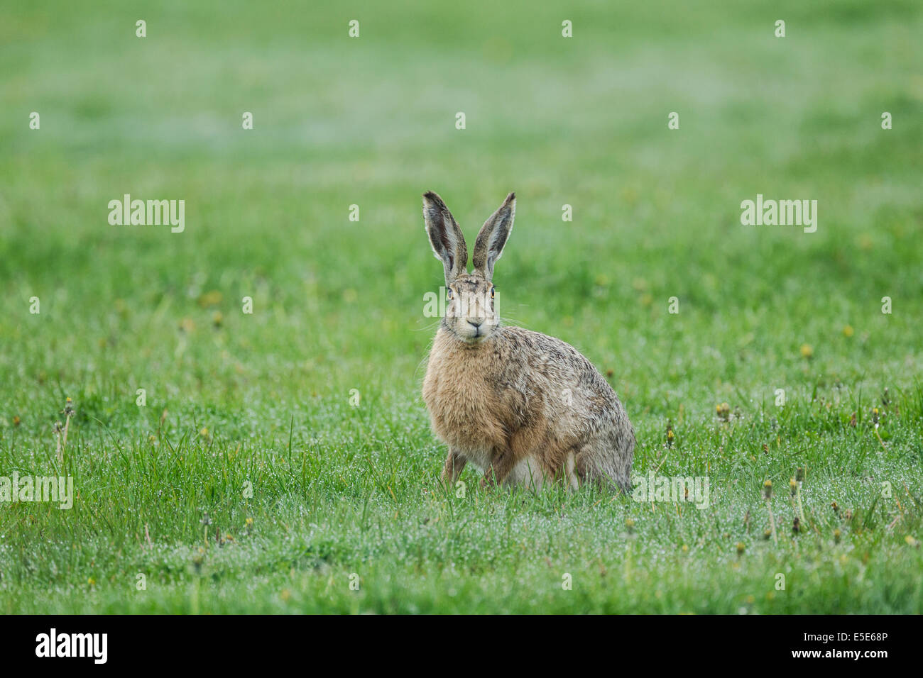 Lièvre européen, nom latin Lepus europaeus, également connu sous le nom de brown hare alerte permanent dans un pré herbeux, humide, Mai Banque D'Images