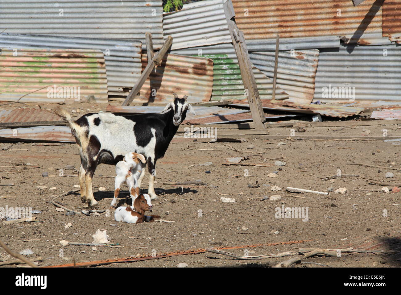 La chèvre de la mère avec ses enfants montrant l'état d'un type de stylo de chèvre en Antigua et Barbuda dans les Caraïbes Petites Antilles Ouest je Banque D'Images