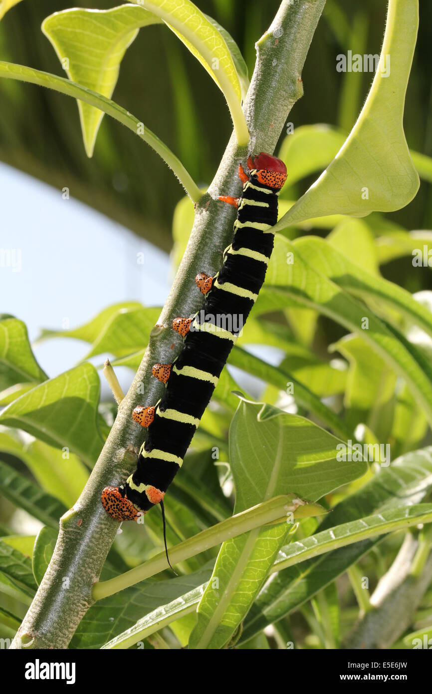 Sphinx Tetrio Caterpillar originaire d'Antigua et Barbuda dans les Caraïbes Petites Antilles Antilles mangeant une feuille sur un frangipani t Banque D'Images