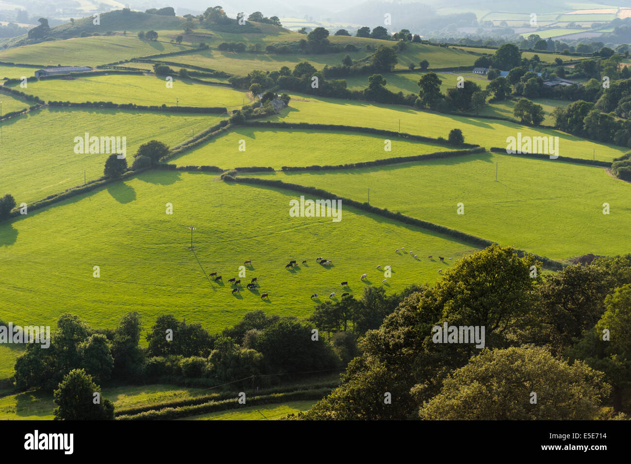 Vue d'ombres du soir de Hergest Ridge, dans la région frontalière du Pays de Galles, Powys, UK Banque D'Images