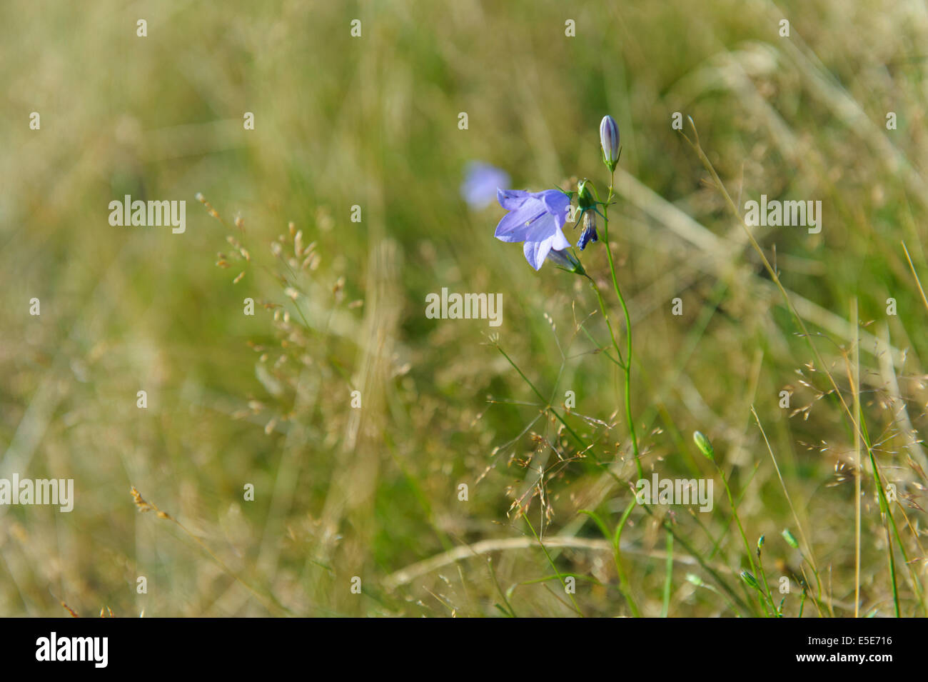 Fleurs sauvages et herbes de prairie en Powys, Pays de Galles Banque D'Images