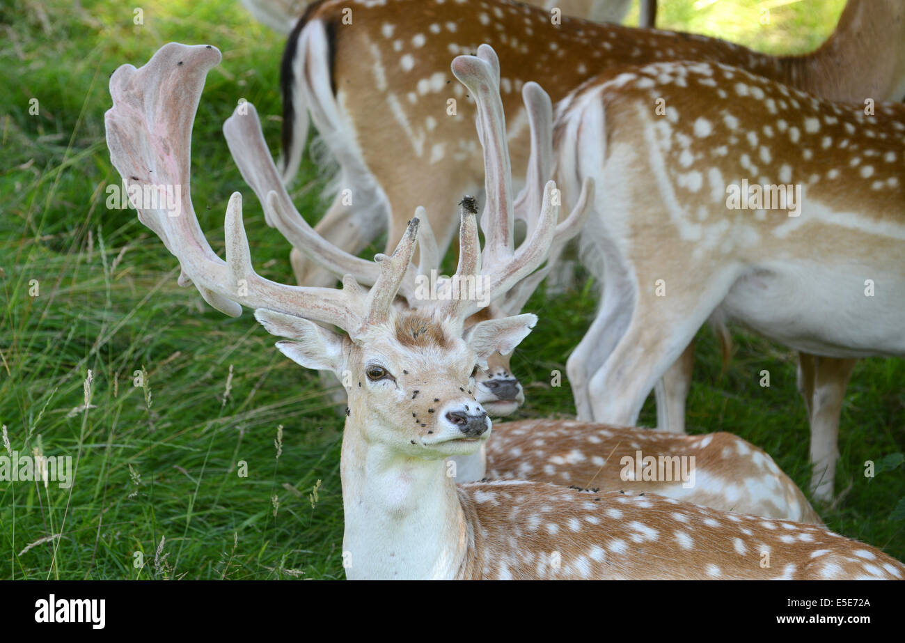 Troupeau de daims avec nouveau panache à Dyrham Park Gloucestershire Uk British Grande-Bretagne Angleterre anglais de la faune Banque D'Images