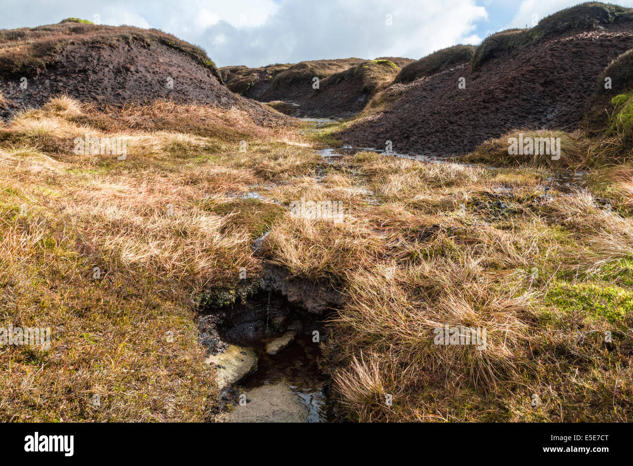 Tourbière de couverture. Des tourbières humides gully avec moor grass entre la tourbe hags sur Kinder Scout, Derbyshire Peak District National Park, Angleterre, RU Banque D'Images