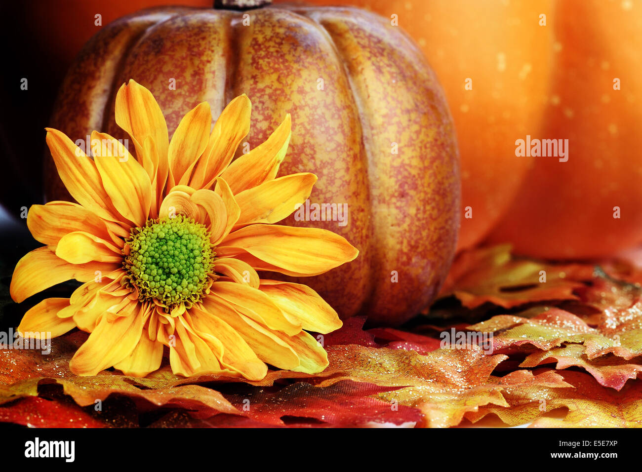 Fleur d'automne et de citrouilles. Banque D'Images