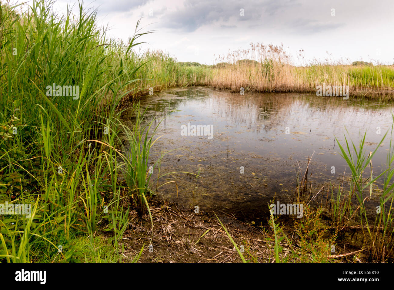 Herbe sauvage reflète dans un étang isolé à Ladywalk Nature Reserve Banque D'Images