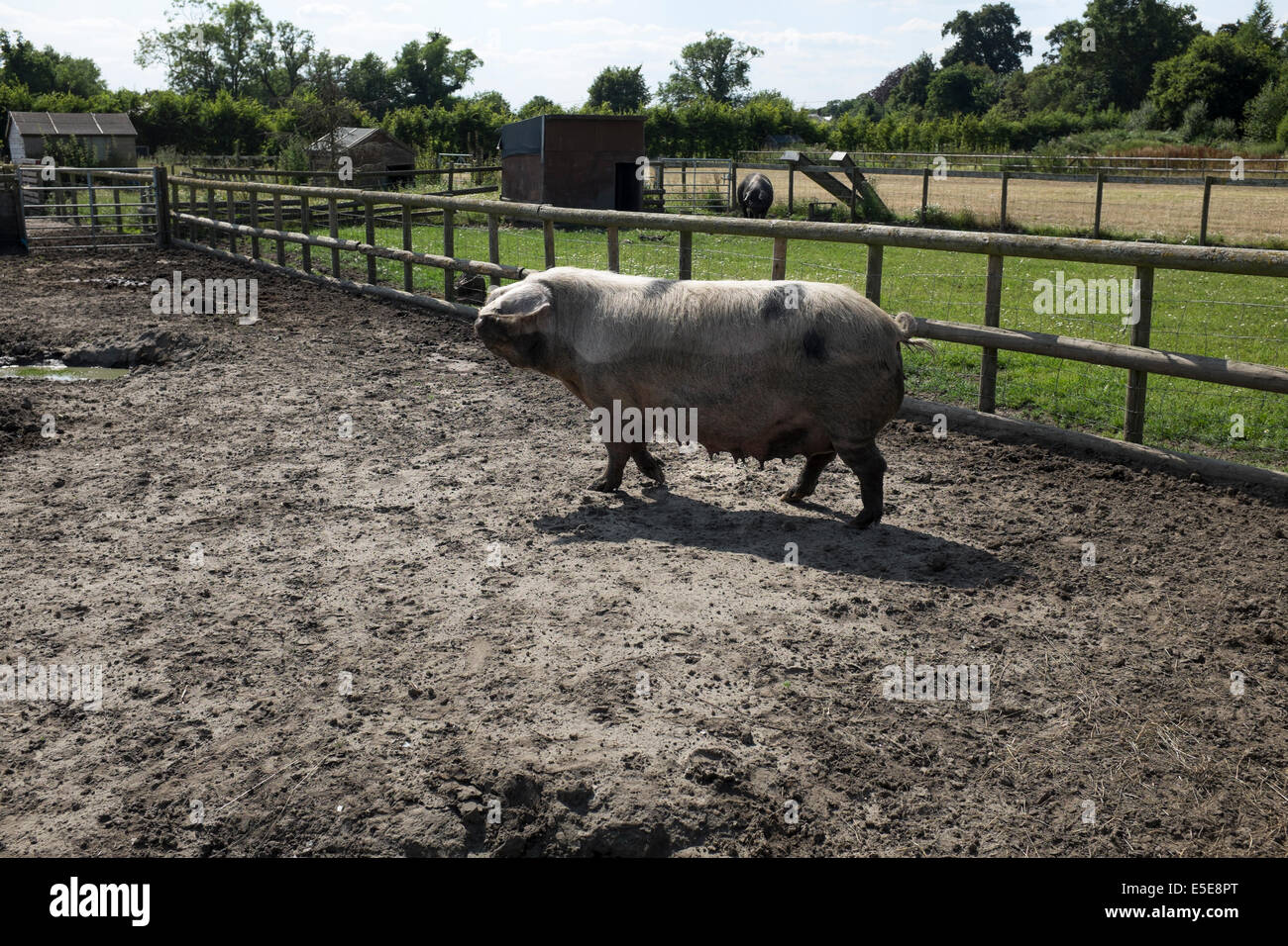 Race rare chat en petites propriétés à pen Banque D'Images