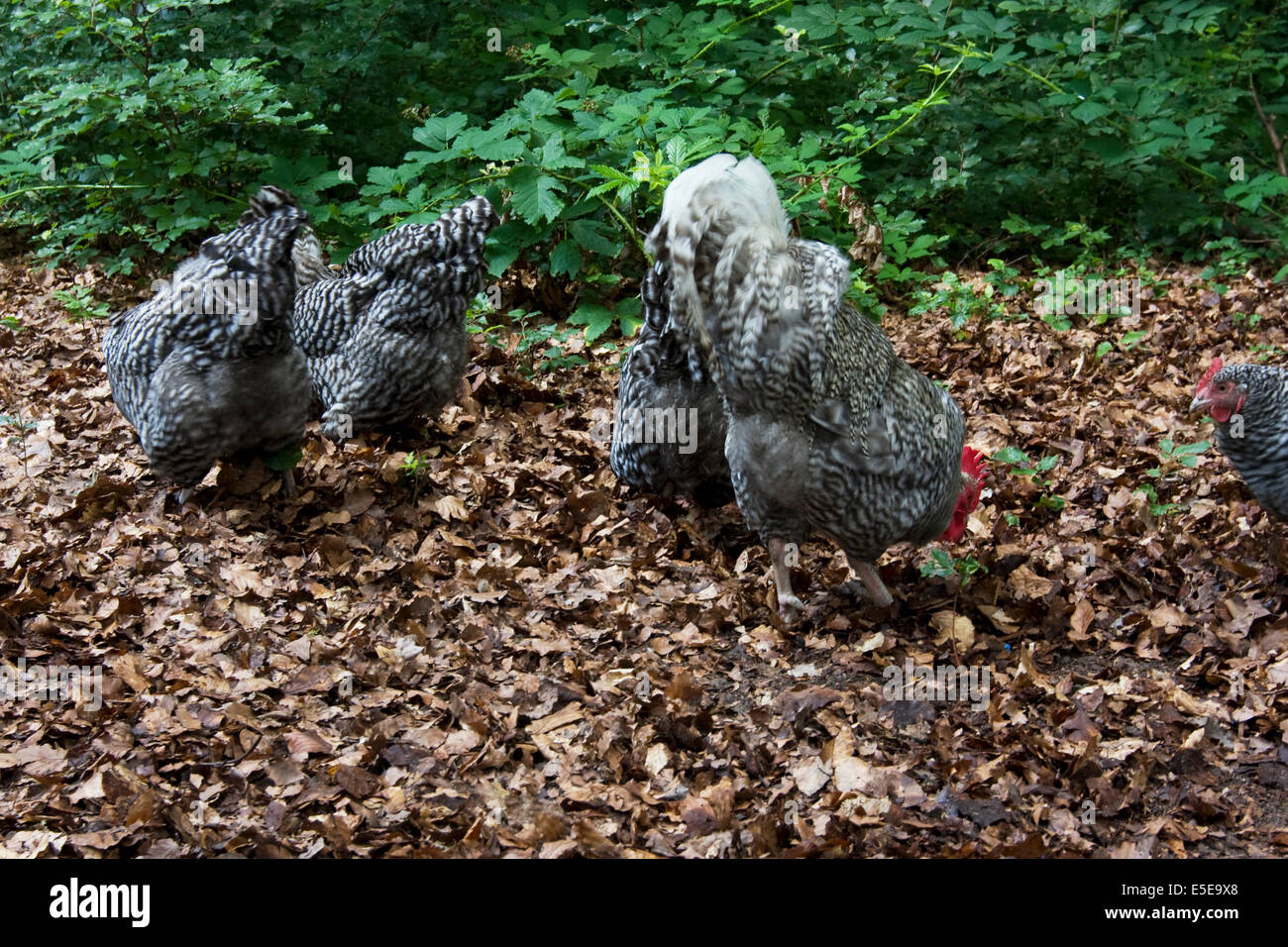 Free Range pastured poulet (Gallus gallus domesticus) avec coq forraging entre les feuilles Banque D'Images