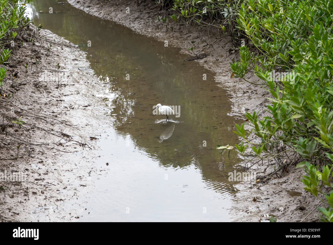 Hong Kong Wetland Park mangroves oiseaux Aigrette Banque D'Images