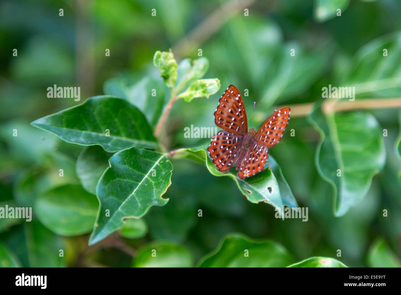 Hong Kong Wetland Park oiseaux papillon les mangroves Banque D'Images