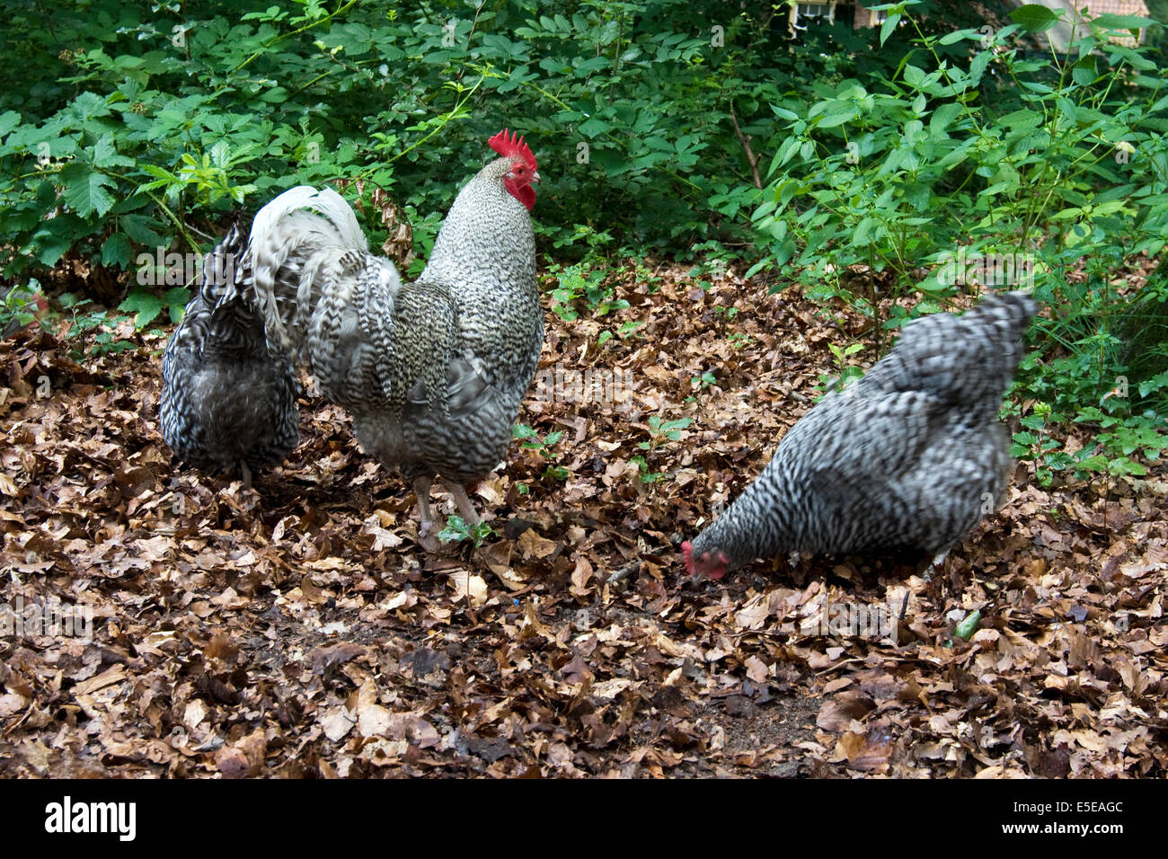 Free Range pastured poulet (Gallus gallus domesticus) avec coq forraging entre les feuilles Banque D'Images