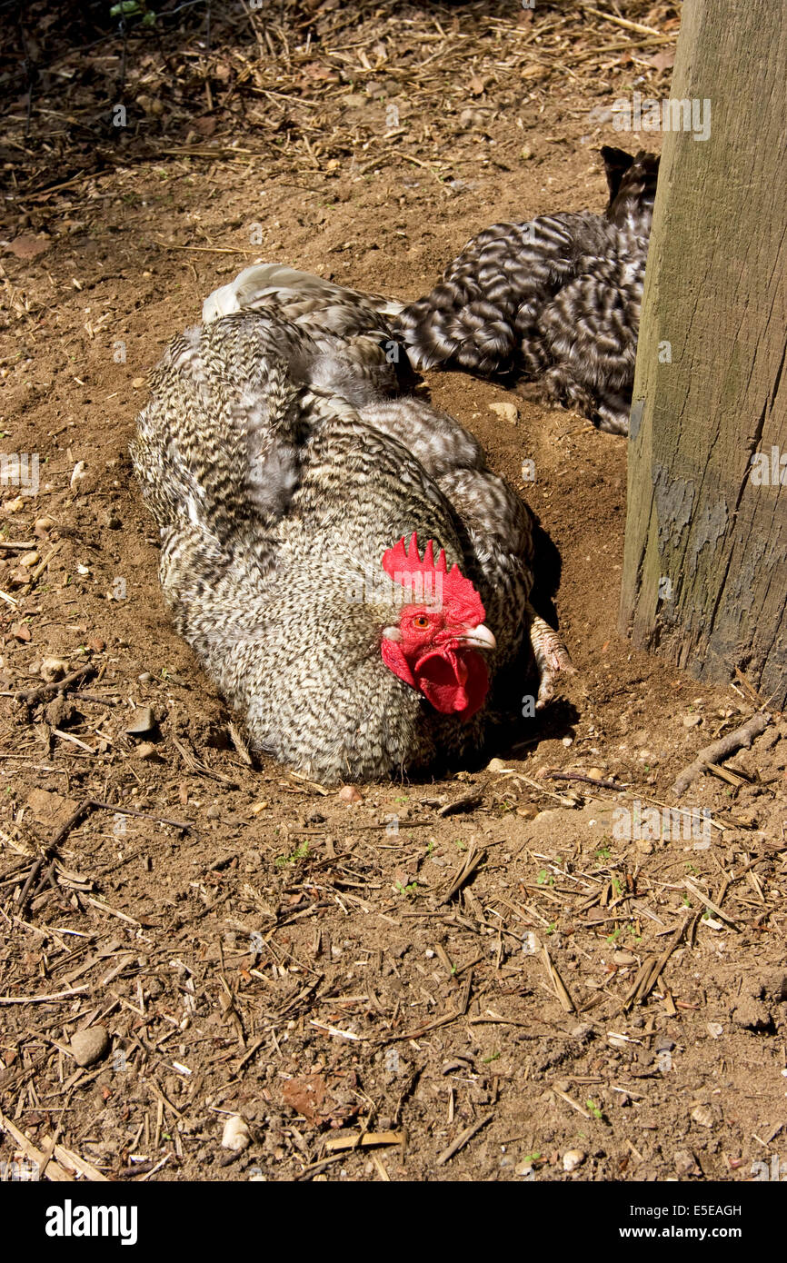 Coq (Gallus gallus domesticus) prenant un bain de sable Banque D'Images