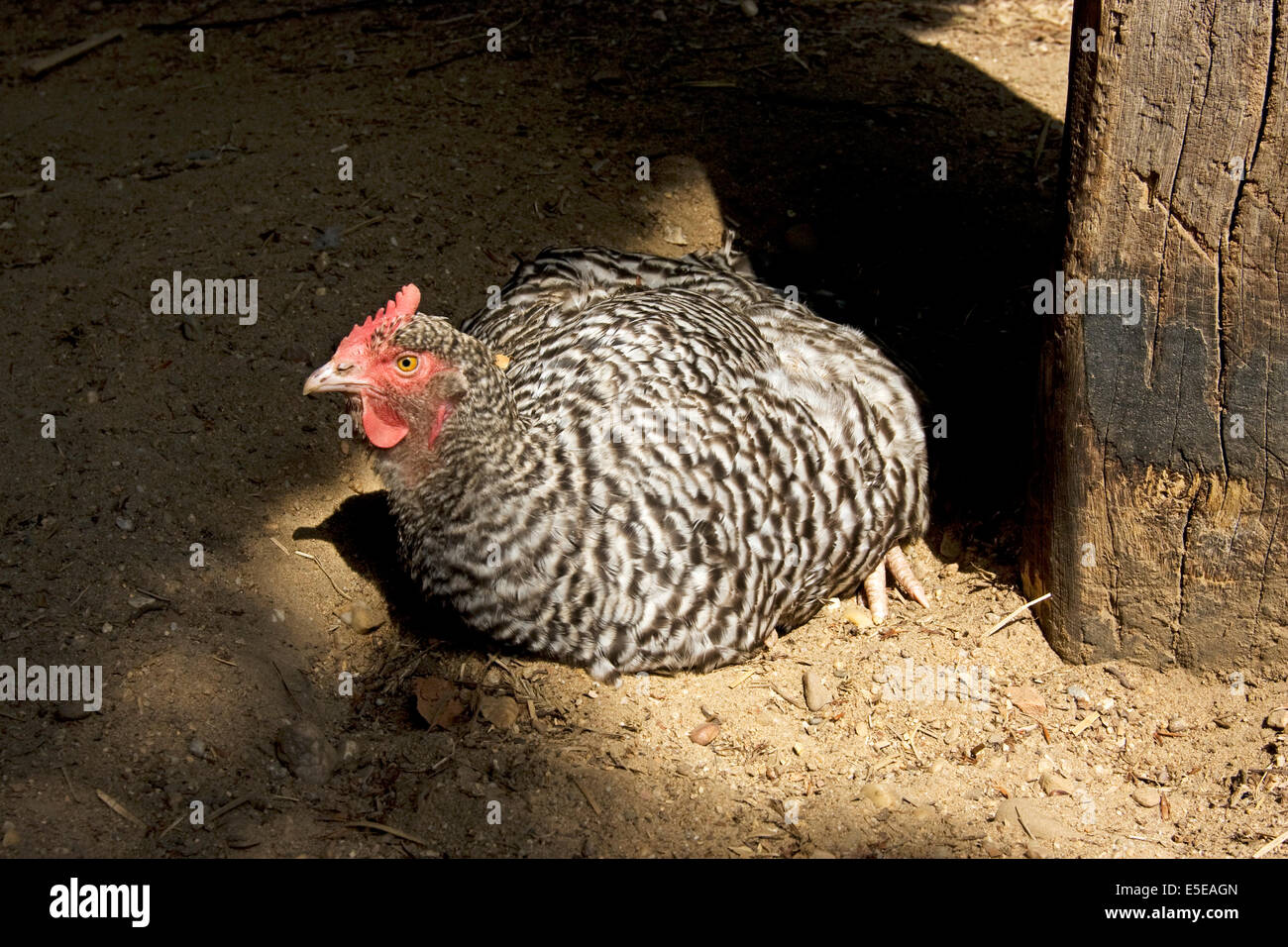 Free Range pastured poulet (Gallus gallus domesticus) prenant un bain de sable Banque D'Images