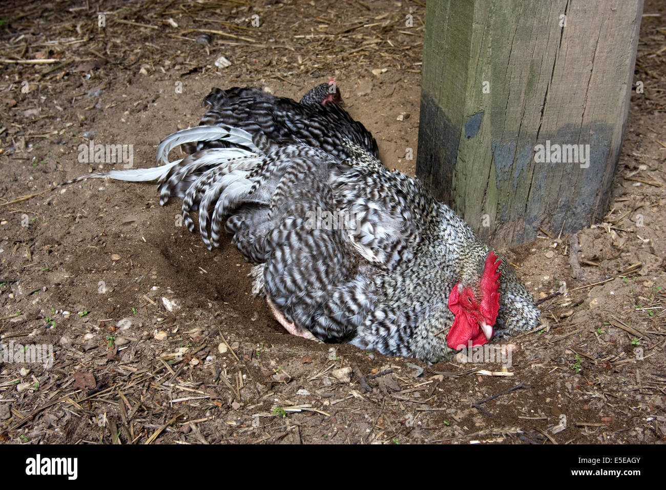 Free Range pastured coq (Gallus gallus domesticus) prenant un bain de sable Banque D'Images