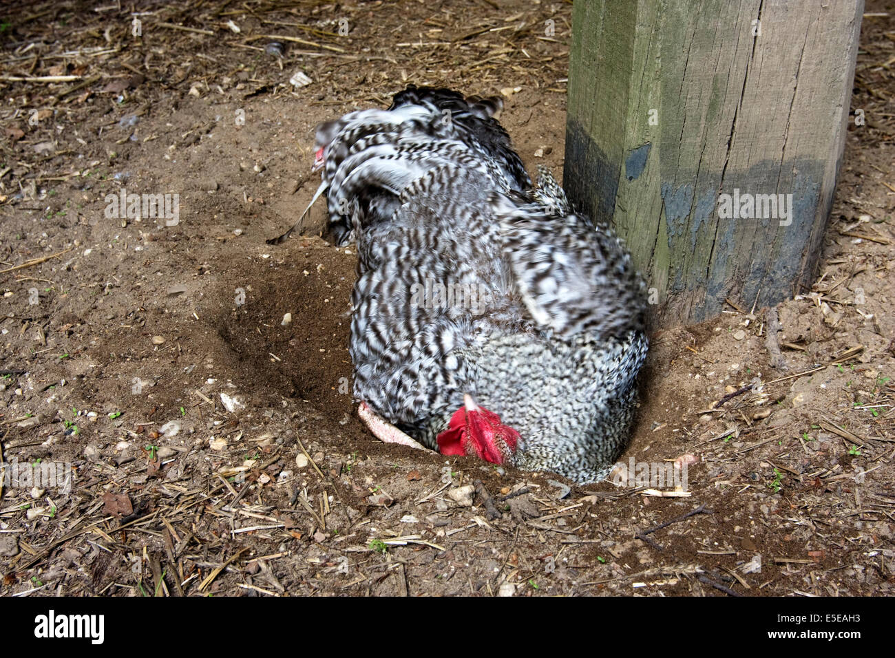 Noordhollandse blauwe coq (Gallus gallus domesticus) prenant un bain de sable Banque D'Images