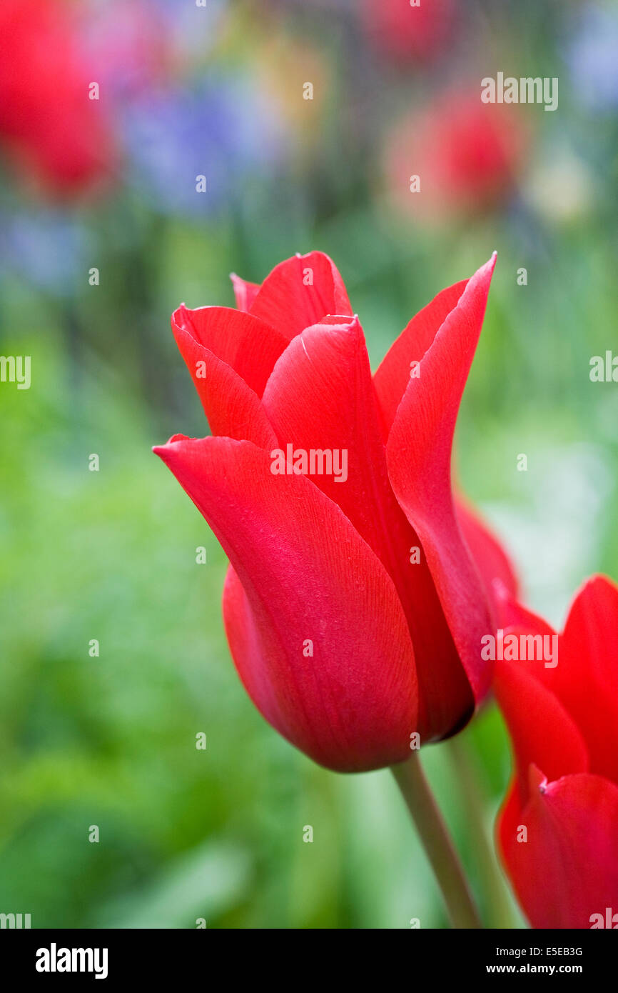 Tulipa 'Ballerina' rouge dans le jardin. Banque D'Images