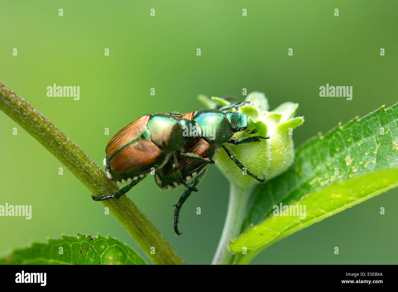 Du scarabée japonais, Popillia japonica,coléoptères. Banque D'Images