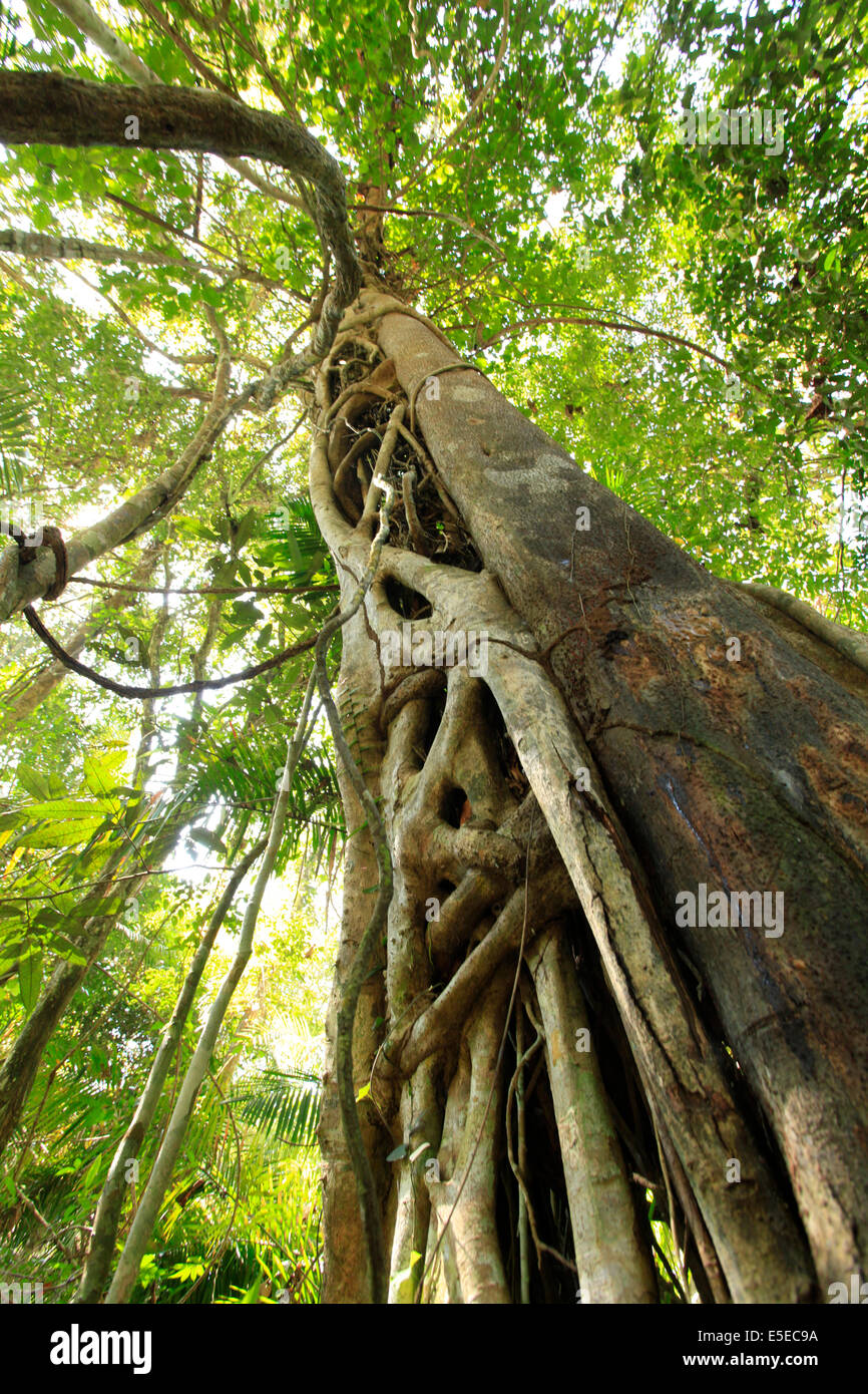 Strangler Fig Tree, le parc national Khao Yai, Thaïlande, Asie Banque D'Images